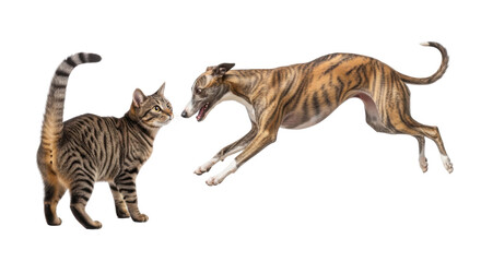 Fototapeta premium A striped tabby cat stands facing a brindle greyhound dog that is mid-leap, both animals isolated on a clean white background.