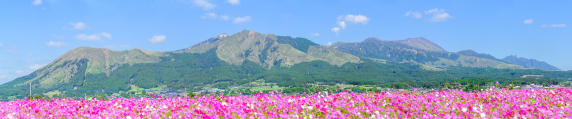 阿蘇五岳と満開のコスモスが広がる素晴らしい風景 「阿蘇を、仰ぐ。70万本のコスモスが揺れる、南阿蘇の特等席。」 南阿蘇村(あそ望の郷くぎの) A magnificent view of the five peaks of Mt. Aso and cosmos in full bloom. © KOROKICHIKUN