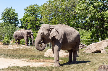 Fototapeta premium African elephants stand in their enclosure of the Prague Zoo in Czech Republic
