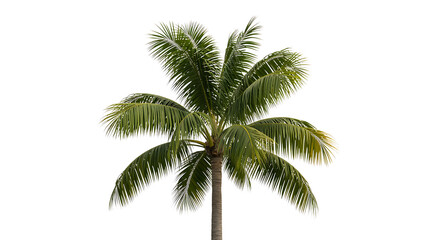 Fototapeta premium Single tall tropical palm tree with lush green fronds against transparent background leaves 3