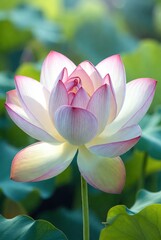 Obraz premium Magnificent lotus flower with pink tipped petals and a green background