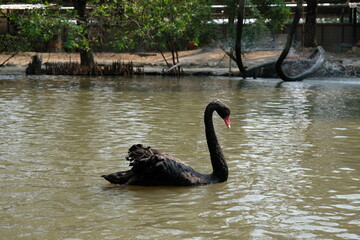 Elegant black swan gracefully glides through murky water with lush green trees in background