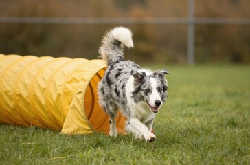 Fototapeta premium Energetic Border Collie Exiting Yellow Agility Tunnel on Green Grass, Demonstrating Canine Training and Fitness