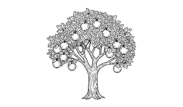 Vintage Apple Tree Line Art Vector Illustration with Leaves and Fruits Isolated on White Background