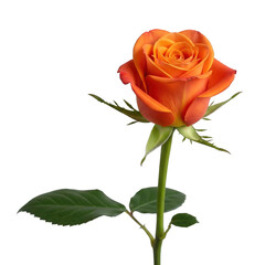 Naklejka premium Vibrant orange rose with green leaves and stem isolated on transparent background