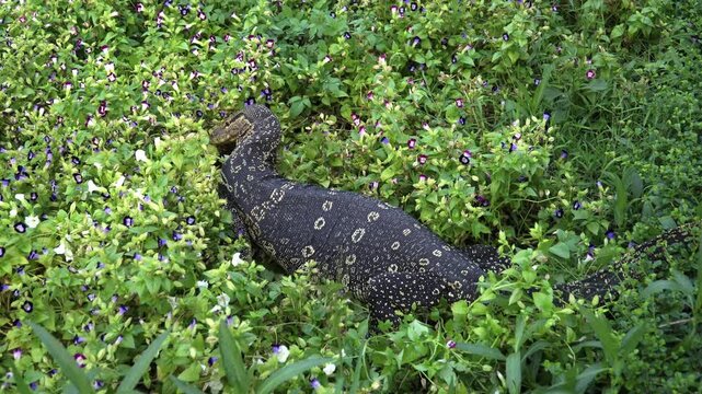 Monitor Lizard crawling on a small group of trees.