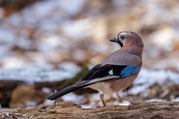 Eichelh&auml;her (Garrulus glandarius)
