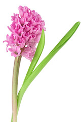 Fototapeta premium Beautiful pink hyacinth flower with green leaves isolated on a white background. Spring flower.