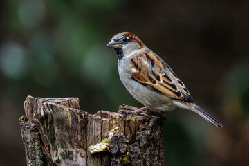 Haussperling (Passer domesticus) M&auml;nnchen