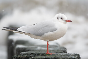 Lachm&ouml;we bei st&uuml;rmischer See auf den Buhnen