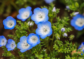 Nemophila menziesii, known commonly as baby blue eyes or baby's-blue-eyes, is an annual herb.