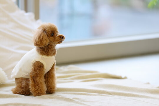 大きな窓がある部屋でくつろぐトイ・プードル