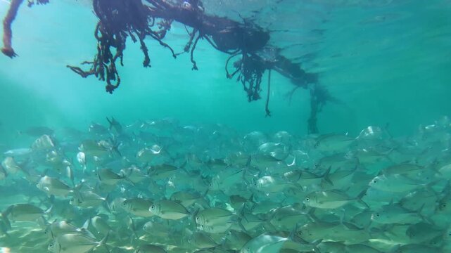 Slow motion shot of a school of silver fish swimming under old boat ropes in the clear ocean water of Hikkaduwa Sri Lanka.