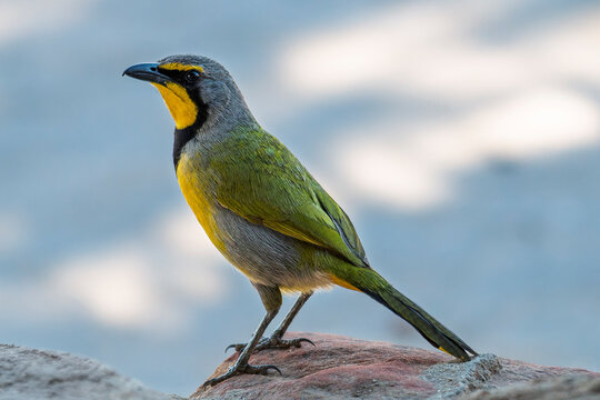 South Africa - Piketberg - Bokmakierie (Telophorus zeylonus) - Perched on rock in soft light