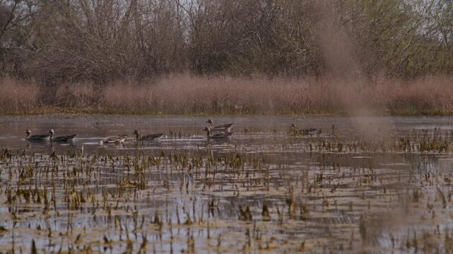 A small flock of geese glides peacefully through a shallow marshy wetland during a sunny afternoon.