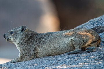 South Africa - Augrabies Falls National Park - Rock hyrax (Procavia capensis) basking on granite boulder in sunlight © GuillaumeAngleraud