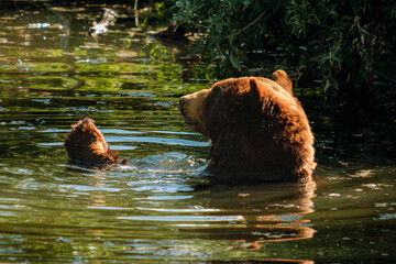Obraz premium Mother And Cub In Water. Casual Moment Of Mother And Her Cub Enjoying Water In Summer Forest