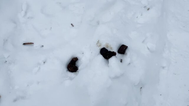 Dog poo in the snow