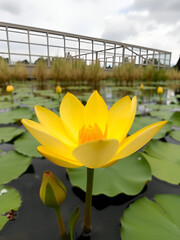 ninfee a fiore giallo