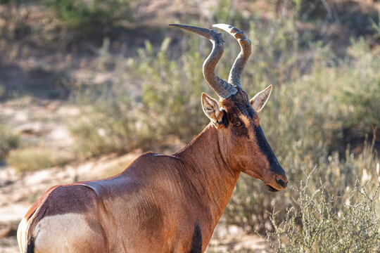 South Africa - Kgalagadi Transfrontier Park - Red Hartebeest (Alcelaphus buselaphus) male portrait with curved horns
