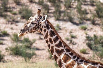 Obraz premium South Africa - Kgalagadi Transfrontier Park - Giraffe (Giraffa camelopardalis) head and neck portrait close-up view