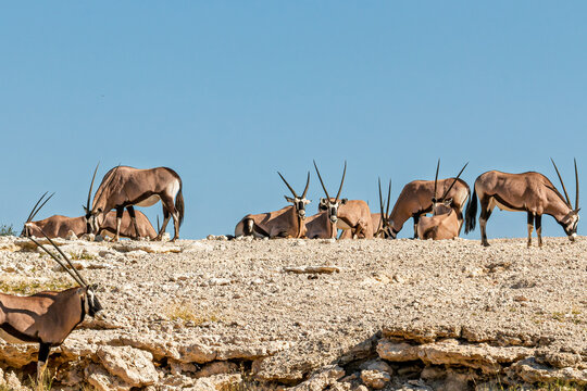 South Africa - Kgalagadi Transfrontier Park - Gemsbok (Oryx gazella) herd resting at waterhole edge during midday