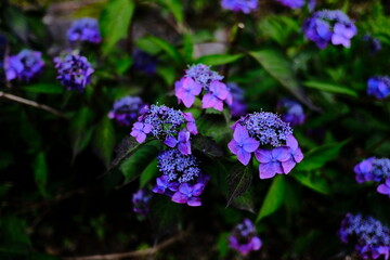 Close-up of vibrant purple lacecap hydrangea blooming in a summer garden with dark foliage and bokeh background