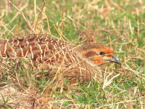 Grey francolin