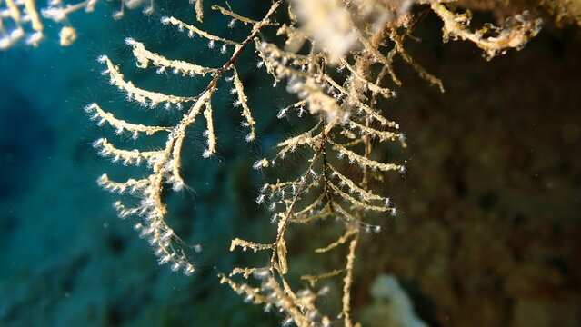 Hydrozoa feathered hydroid or feather hydroid, sea-nettle (Pennaria disticha) undersea, Ligurian Sea, Italy, Imperia