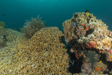 Coral reef and water plants in the Sea of the Philippines
