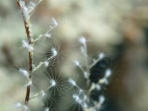 Hydrozoa feathered hydroid or feather hydroid, sea-nettle (Pennaria disticha) undersea, Ligurian Sea, Italy, Imperia