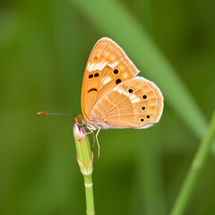 Large brown butterfly macrothylacia rubi sits on a green stalk of grass.