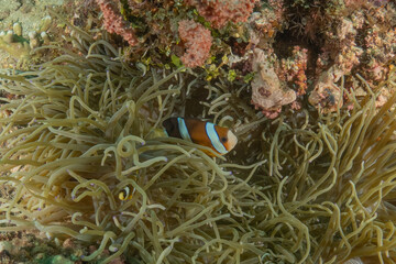 Clown-fish anemonefish in the Sea of the Philippines
