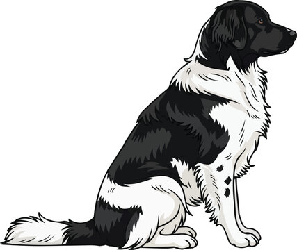 Stabyhoun dog sitting side profile looking away illustration