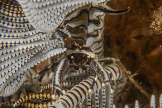 Emperor shrimp in the Bohol Sea, Philippines
