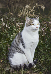 Obraz premium White and gray domestic cat with bright yellow eyes among green plants outdoors. A natural atmosphere of calmness and harmony with nature