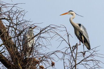 Graureiher (Ardea cinerea)
