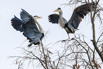 Graureiher (Ardea cinerea)