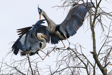Graureiher (Ardea cinerea)