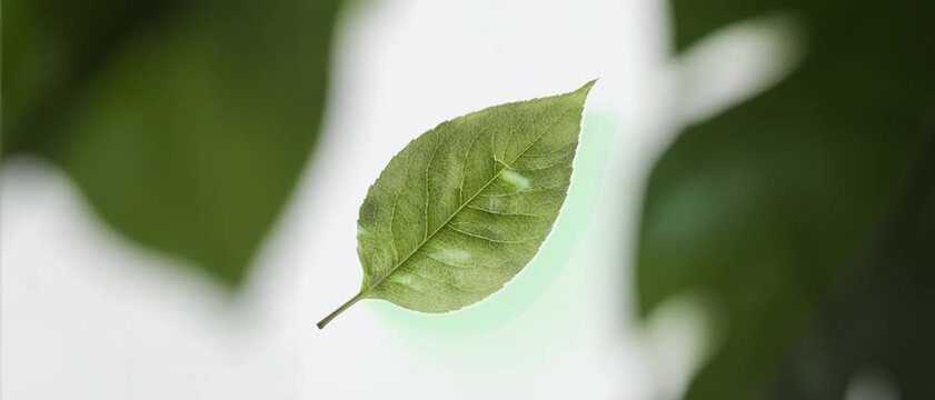 Scientific Leaf Diagram. Photosynthesis & Energy from Sunlight. Science Illustration. A semi-realistic leaf with highlighted energy absorption zones, set in a clean white background
