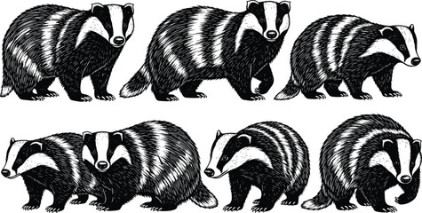 Set of Detailed Hand Drawn Black and White Engraving Style Badger Illustrations with Realistic Fur Texture Isolated on White Background for Wildlife and Nature Design. © Ajmira