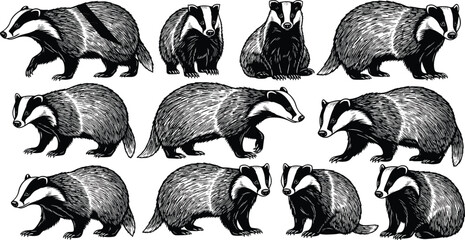 Set of Hand Drawn Black and White Engraving Style Badger Illustrations with Realistic Texture and Multiple Poses Isolated on White Background for Wildlife Design. © Ajmira