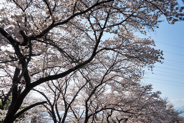 Fototapeta premium 山梨県勝沼市 甚六桜公園の桜
