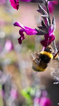 Bumblebee pollinating a delicate white and purple bastard balm flower, symbolizing world bee day and conservation efforts
