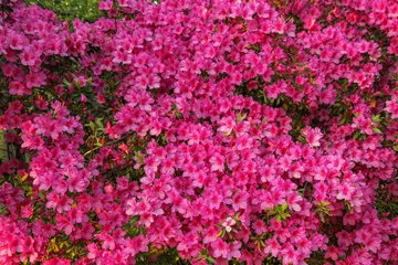 Fotobehang Roze Dense bright pink azalea flowers in full bloom, natural floral background texture. Spring gardening, romantic botanical wallpaper, vibrant nature pattern.   © Pavel
