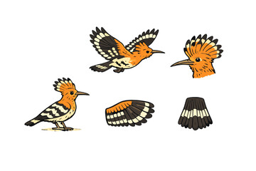 A collection of five illustrations featuring a hoopoe bird in various poses, including flying, standing, and detailed views of its head, wing, and tail against a black background. © icon_art