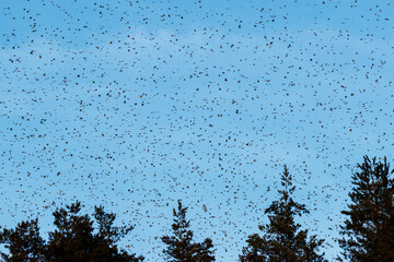 Bergfinken (Fringilla montifringilla)