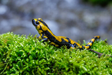 Fototapeta premium Feuersalamander (Salamandra salamandra)