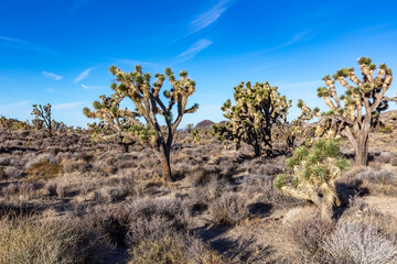 Fototapeta premium Joshua tree (Yucca brevifolia) in California's Mojave Desert, surrounded by desert brush. Mountains and sky in the background 