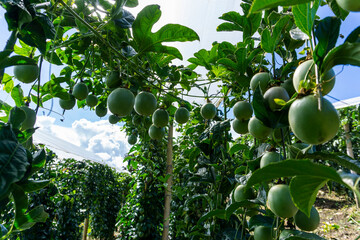 Abundant green gulupa fruits hanging from lush vines under a bright sky in a professional high-altitude tropical plantation. © RRestrepo